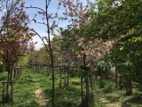 Apple iPhone SE camera samples - Apple iPhone SE review