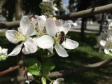 Apple iPhone SE camera samples - Apple iPhone SE review