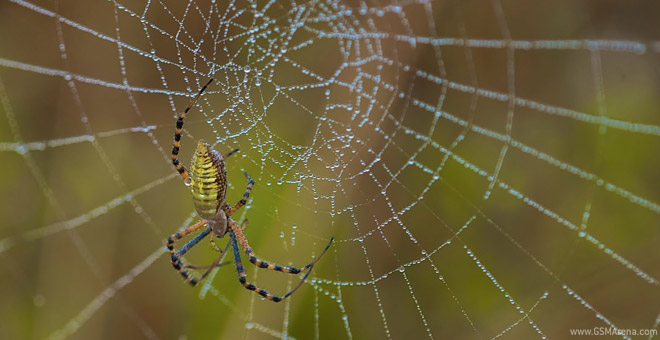 golden orbweaver