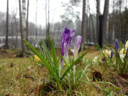 Nokia N8 camera sample