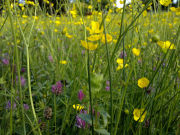 Nokia N8 camera sample