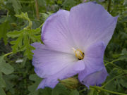 Nokia N8 camera sample