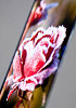 Ignis announces 300ppi true RGB pixel AMOLED - read the full text