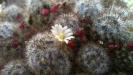 HTC One Sample