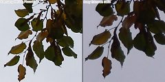 12 megapixel shootout