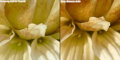 12 megapixel shootout