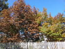 HTC Desire 510