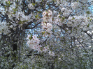 HTC Desire S