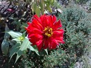 Nokia N9