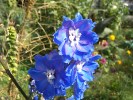 Samsung I7500 Galaxy camera sample