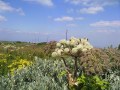 Samsung i8510 INNOV8 camera sample