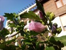 Samsung Omnia HD camera sample