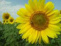 Samsung i900 Omnia camera sample