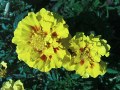 Sony Ericsson K770 camera photos