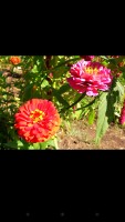 Sony Xperia V
