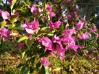 HDR Boost: Off - f/1.8, ISO 78, 1/238s - HTC U12 Plus Review review