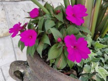 Daylight samples - f/1.7, ISO 100, 1/103s - Oneplus 6t Mclaren Edition review