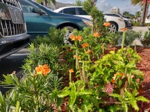 Daylight samples - f/1.7, ISO 100, 1/291s - Oneplus 6t Mclaren Edition review