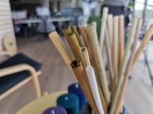 Macro vs normal cameras: Normal - f/1.4, ISO 50, 1/134s - Honor 20 Pro review