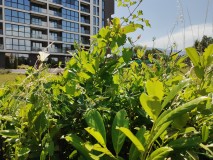 Black Shark 2 12MP photos - f/1.8, ISO 96, 1/9052s - Black Shark 2 review